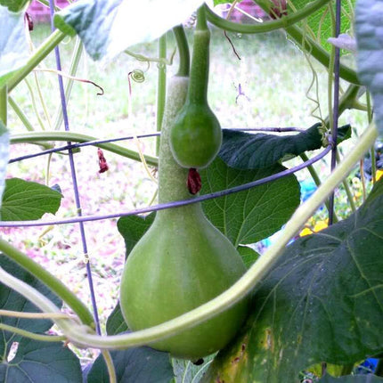 25 Birdhouse Gourd Seeds - Seed World