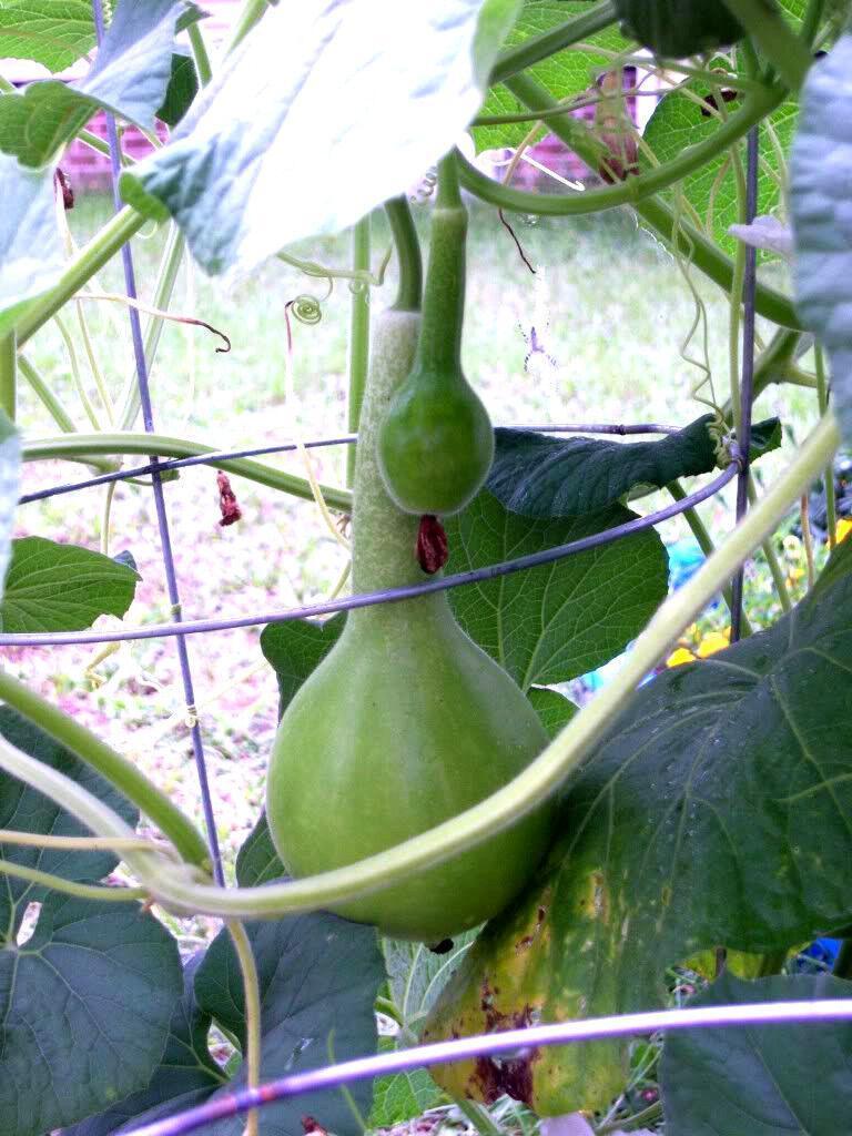 25 Birdhouse Gourd Seeds - Seed World