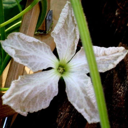 25 Birdhouse Gourd Seeds - Seed World