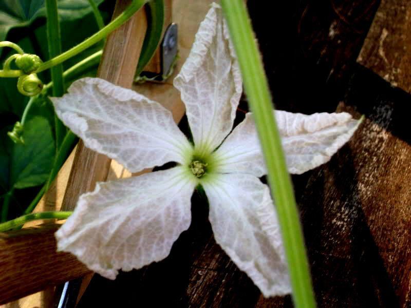 25 Birdhouse Gourd Seeds - Seed World