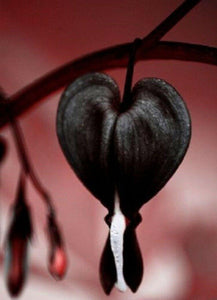 25 Black Bleeding Heart Seeds - Seed World