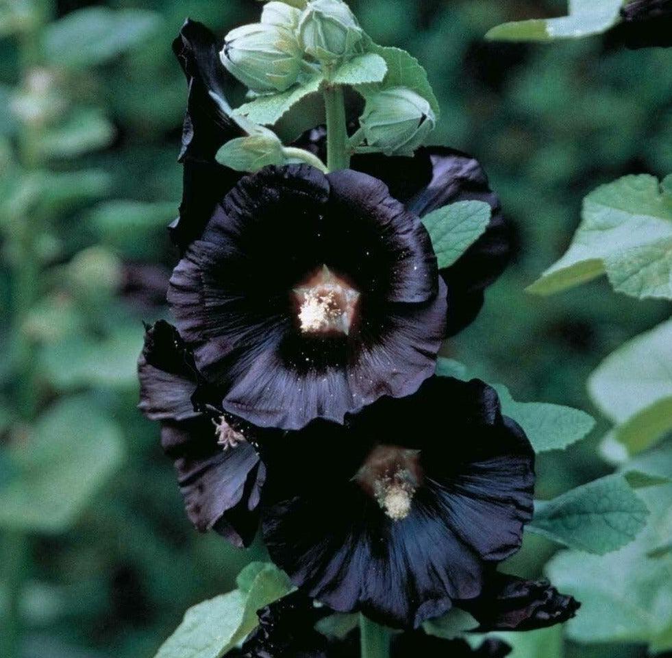 25 Black Hollyhock | Alcea Rosa Nigra Seeds - Seed World