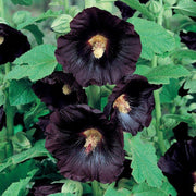 25 Black Hollyhock | Alcea Rosa Nigra Seeds - Seed World