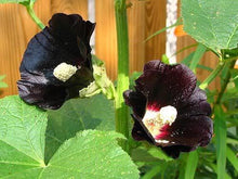 25 Black Hollyhock | Alcea Rosa Nigra Seeds - Seed World