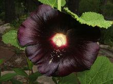 25 Black Hollyhock | Alcea Rosa Nigra Seeds - Seed World