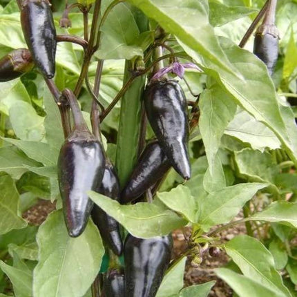 25 Black Hungarian Pepper Vegetable Seeds - Seed World