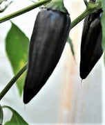 25 Black Hungarian Pepper Vegetable Seeds - Seed World