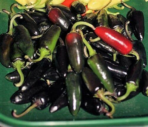 25 Black Hungarian Pepper Vegetable Seeds - Seed World