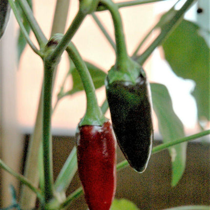 25 Black Hungarian Pepper Vegetable Seeds - Seed World