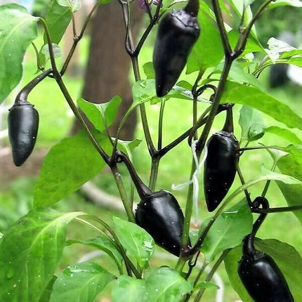 25 Black Hungarian Pepper Vegetable Seeds - Seed World