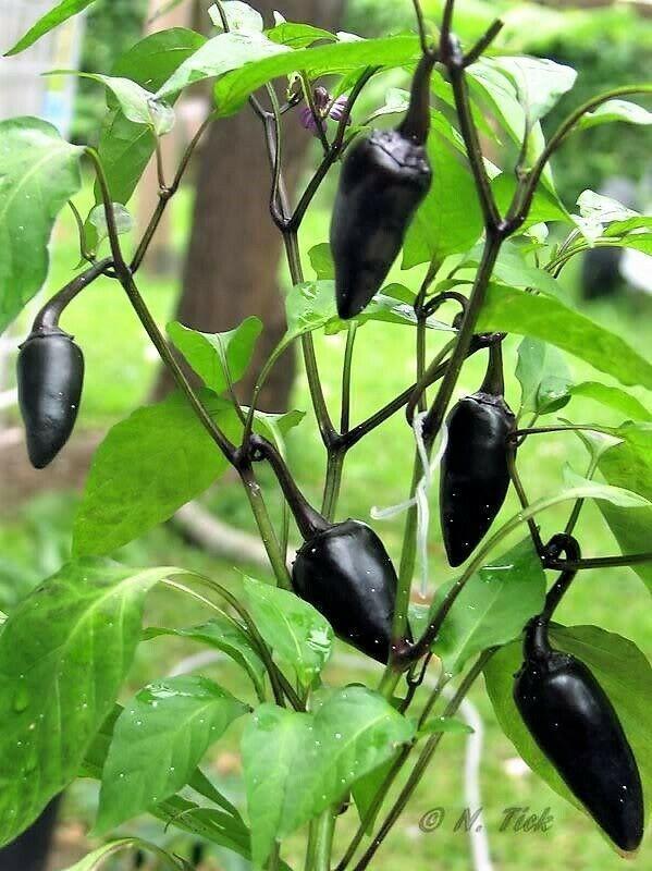 25 Black Hungarian Pepper Vegetable Seeds - Seed World