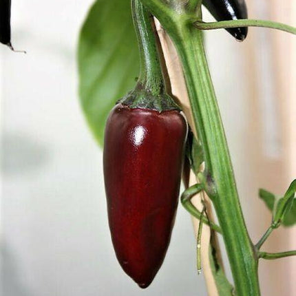 25 Black Hungarian Pepper Vegetable Seeds - Seed World