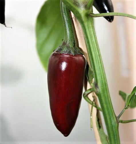 25 Black Hungarian Pepper Vegetable Seeds - Seed World