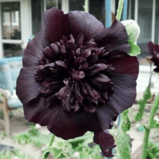 25 Black Prince Hollyhock Seeds - Seed World