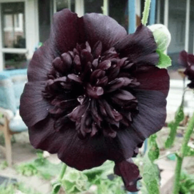 25 Black Prince Hollyhock Seeds - Seed World