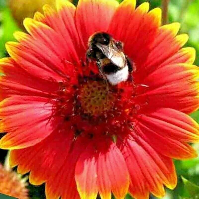 25 Blanket Flowers Mix Seeds - Seed World
