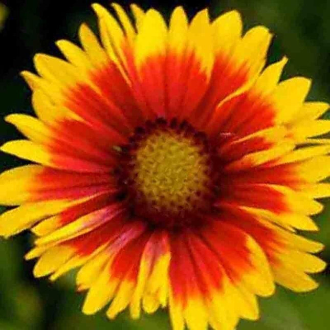 25 Blanket Flowers Mix Seeds - Seed World