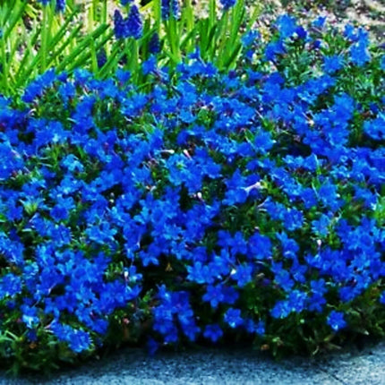 25 Blue Alyssum Seeds - Seed World