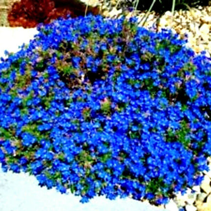 25 Blue Alyssum Seeds - Seed World