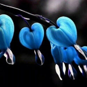 25 Blue Bleeding Heart Seeds - Seed World