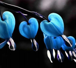 25 Blue Bleeding Heart Seeds - Seed World