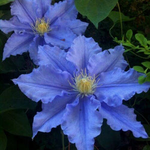 25 Blue Clematis Seeds - Seed World