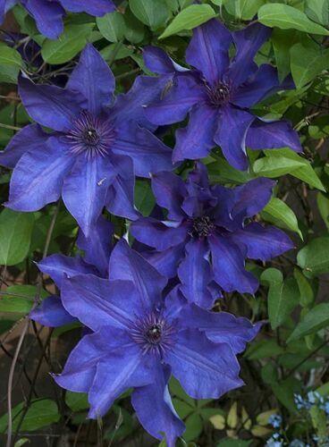 25 Blue Clematis Seeds - Seed World