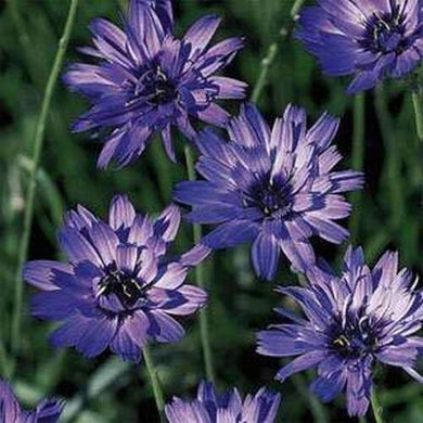 25 Blue Cupid's Dart (Catananche Caerulea) Seeds - Seed World