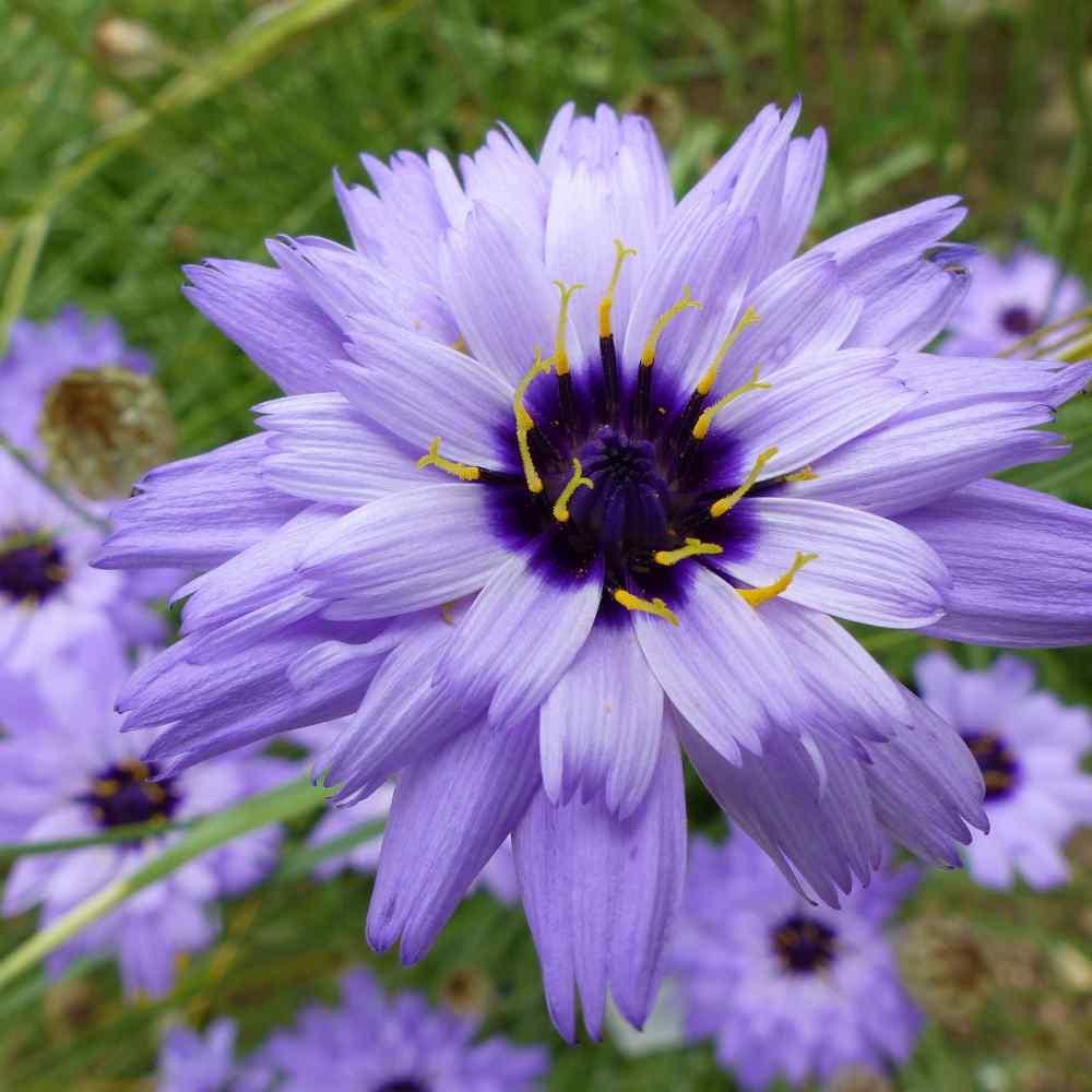 25 Blue Cupid's Dart (Catananche Caerulea) Seeds - Seed World