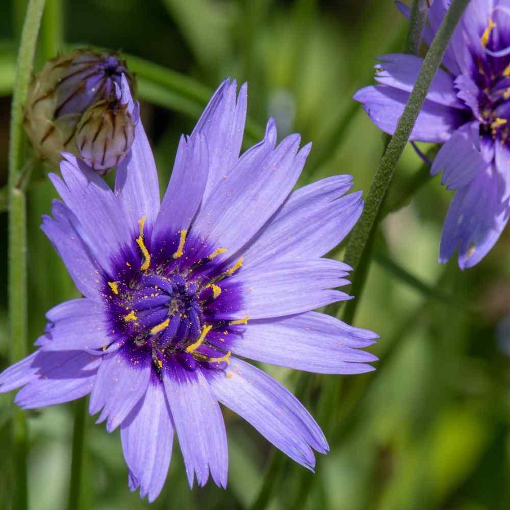 25 Blue Cupid's Dart (Catananche Caerulea) Seeds - Seed World