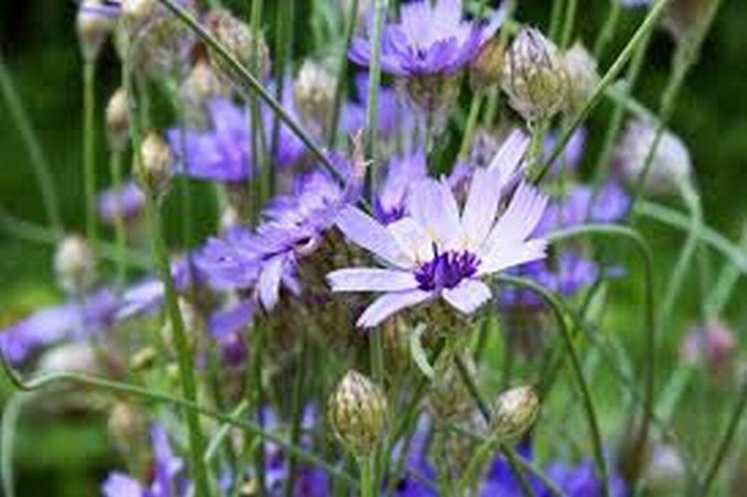 25 Blue Cupid's Dart (Catananche Caerulea) Seeds - Seed World