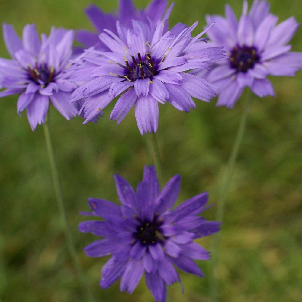 25 Blue Cupid's Dart (Catananche Caerulea) Seeds - Seed World