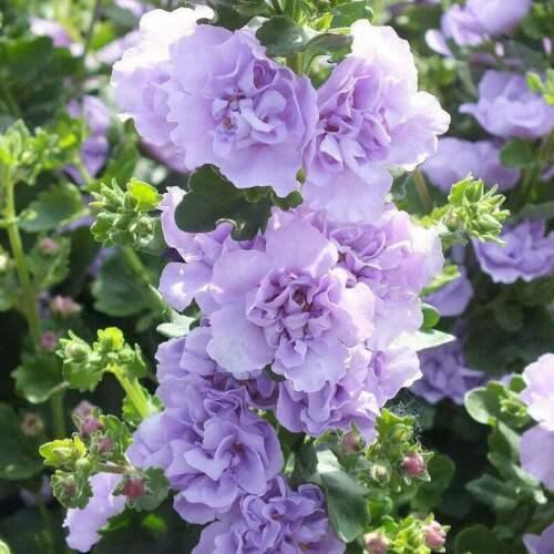 25 Blue Hollyhock Seeds (Alcea rosea) – Tall Cottage Garden Spires - Seed World