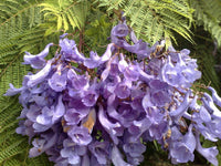 25 Blue Jacaranda Tree Mimosifolia Fern Seeds - Seed World