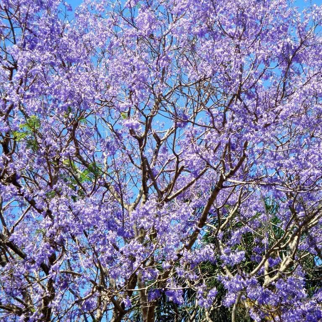 25 Blue Jacaranda Tree Mimosifolia Fern Seeds - Seed World