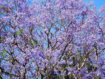 blue jacaranda from seed to flower 25 Blue Jacaranda Tree Mimosifolia Fern Seeds – Seed World