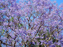 25 Blue Jacaranda Tree Mimosifolia Fern Seeds - Seed World