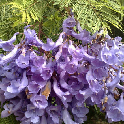25 Blue Jacaranda Tree Mimosifolia Fern Seeds - Seed World