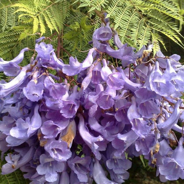 25 Blue Jacaranda Tree Mimosifolia Fern Seeds - Seed World