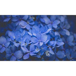 25 Blue Lilac Seeds - Seed World