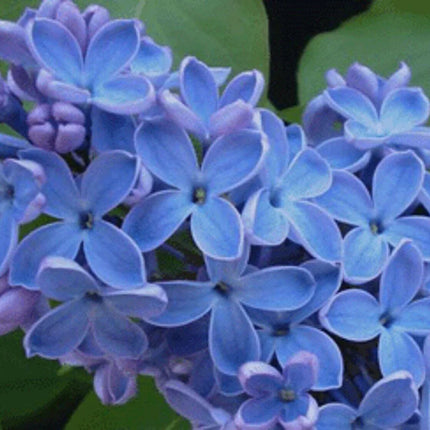 25 Blue Lilac Seeds - Seed World