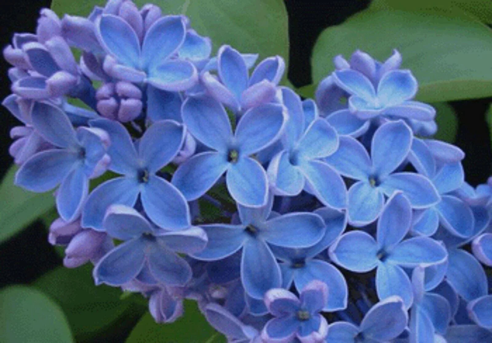 25 Blue Lilac Seeds - Seed World