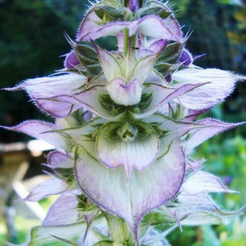25 Bluish White Clary Sage Seeds - Seed World