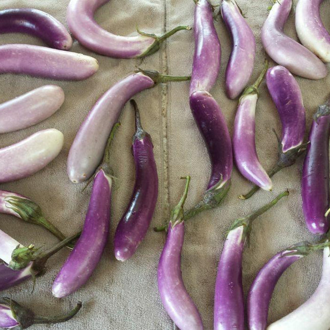 25 Bride Eggplant White & Purple Fruit Seeds - Seed World