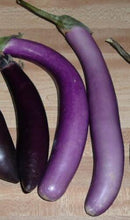 25 Bride Eggplant White & Purple Fruit Seeds - Seed World