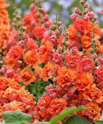 25 Bright Orange Hollyhock Seeds - Seed World