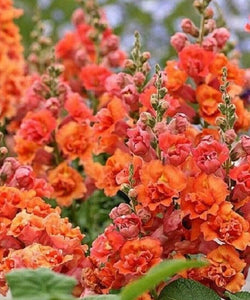 25 Bright Orange Hollyhock Seeds - Seed World