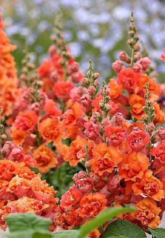 25 Bright Orange Hollyhock Seeds - Seed World