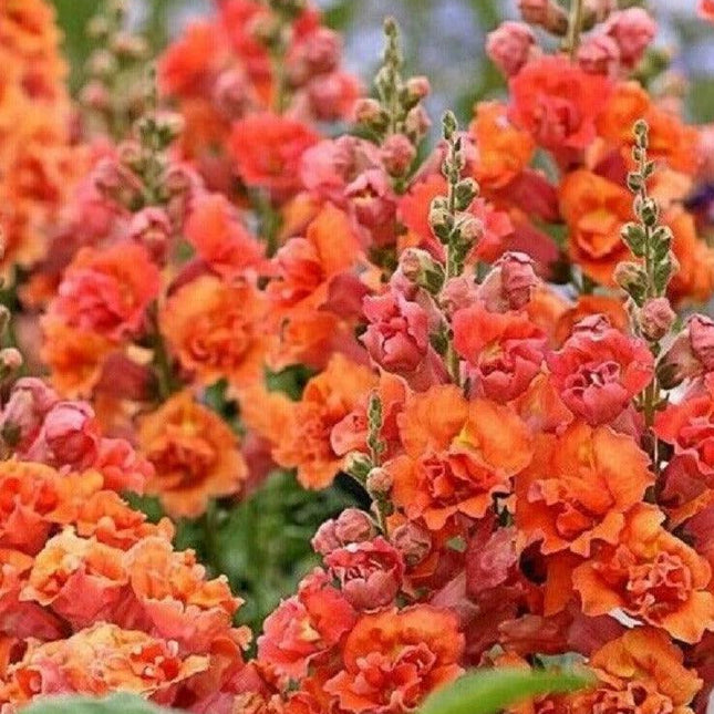 25 Bright Orange Hollyhock Seeds - Seed World