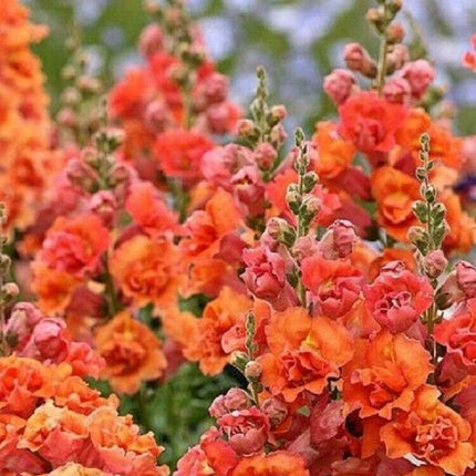 25 Bright Orange Hollyhock Seeds - Seed World